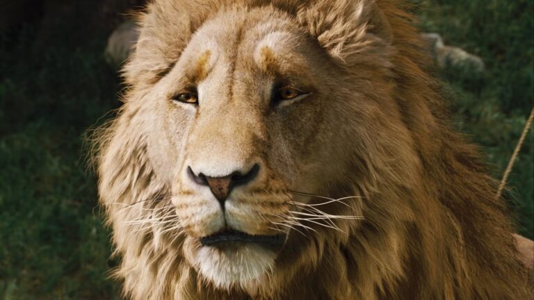 aslan.jpg