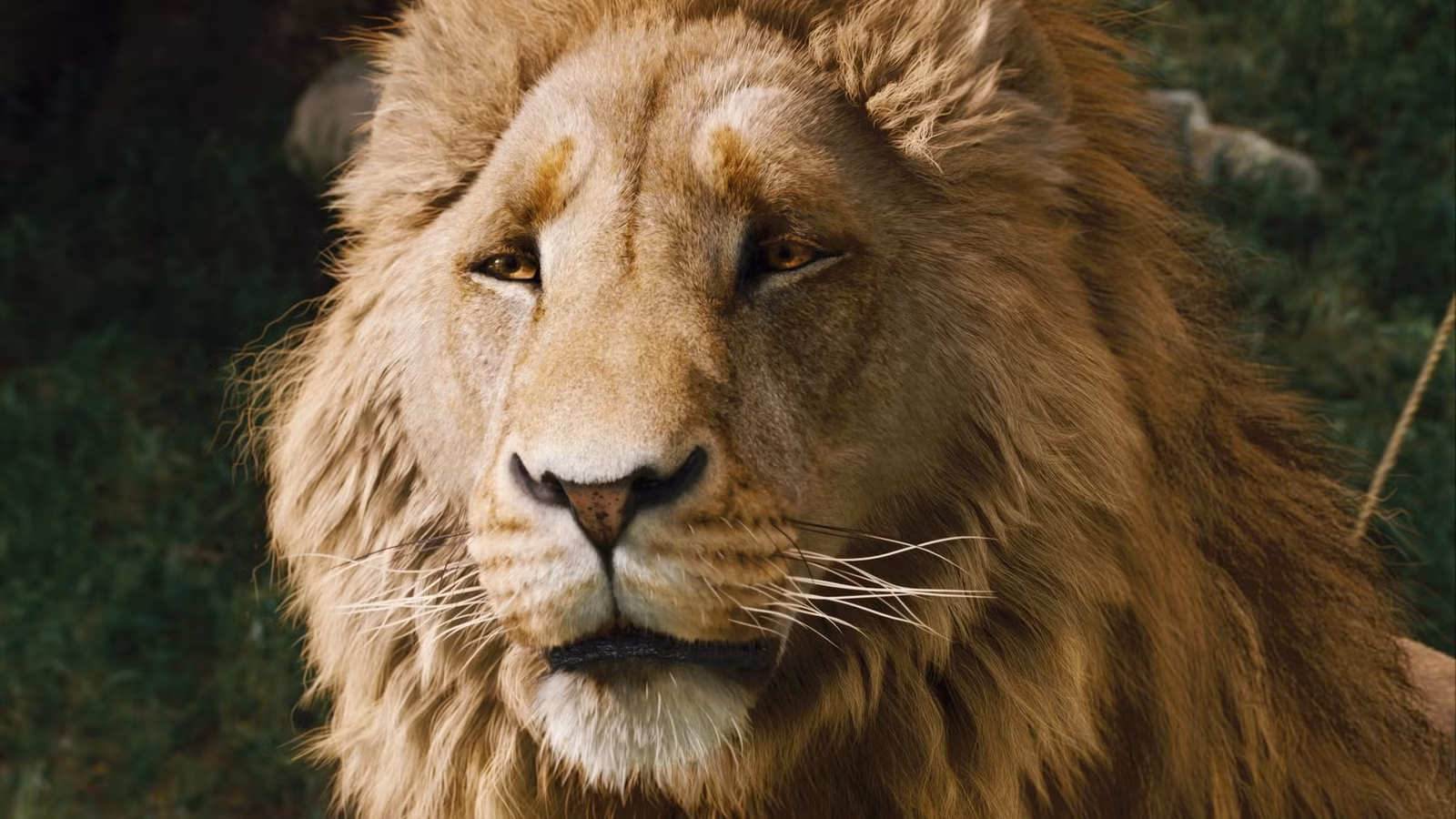 aslan.jpg